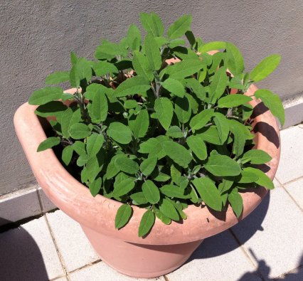 Salvia (04Maggio)