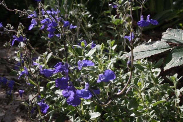 Salvia chamaedryoides silver.leaved