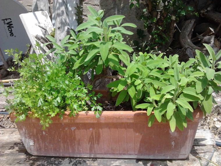 SALVIA E PREZZEMOLO vicini vicini