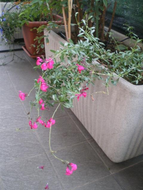 salvia mycrophylla