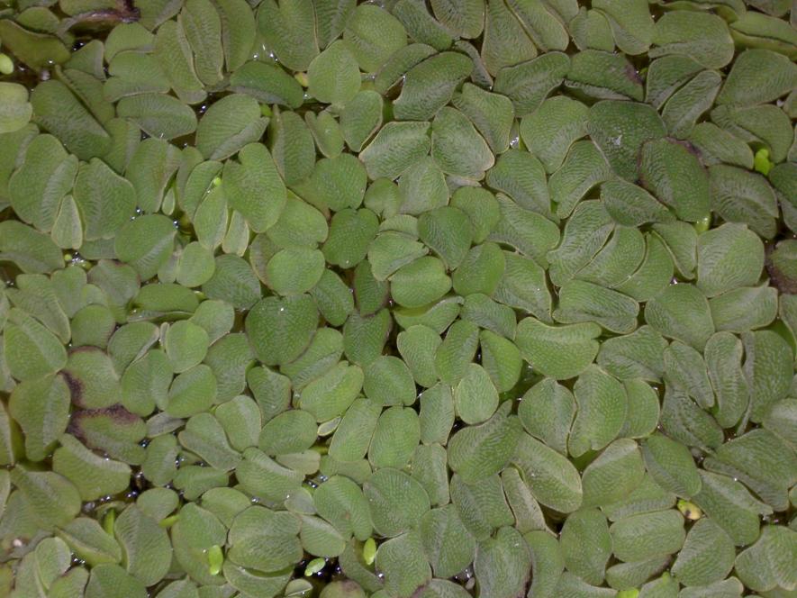 SALVINIA NATANS