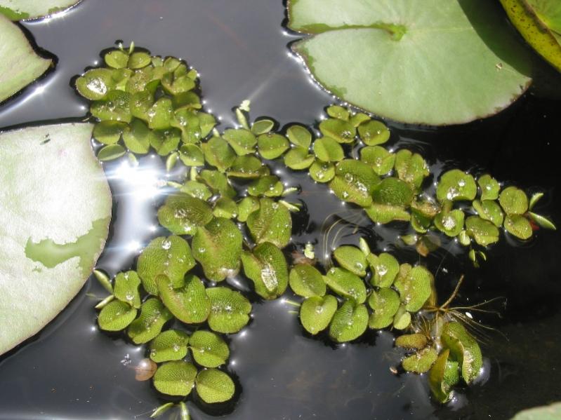 Salvinia natans