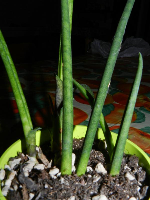 Sanseveria cilindrica