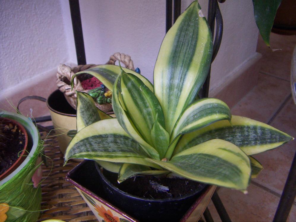 sanseveria nana