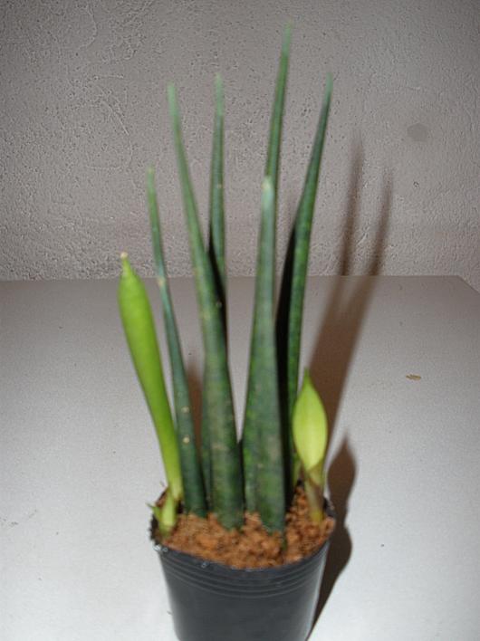 Sanseveria