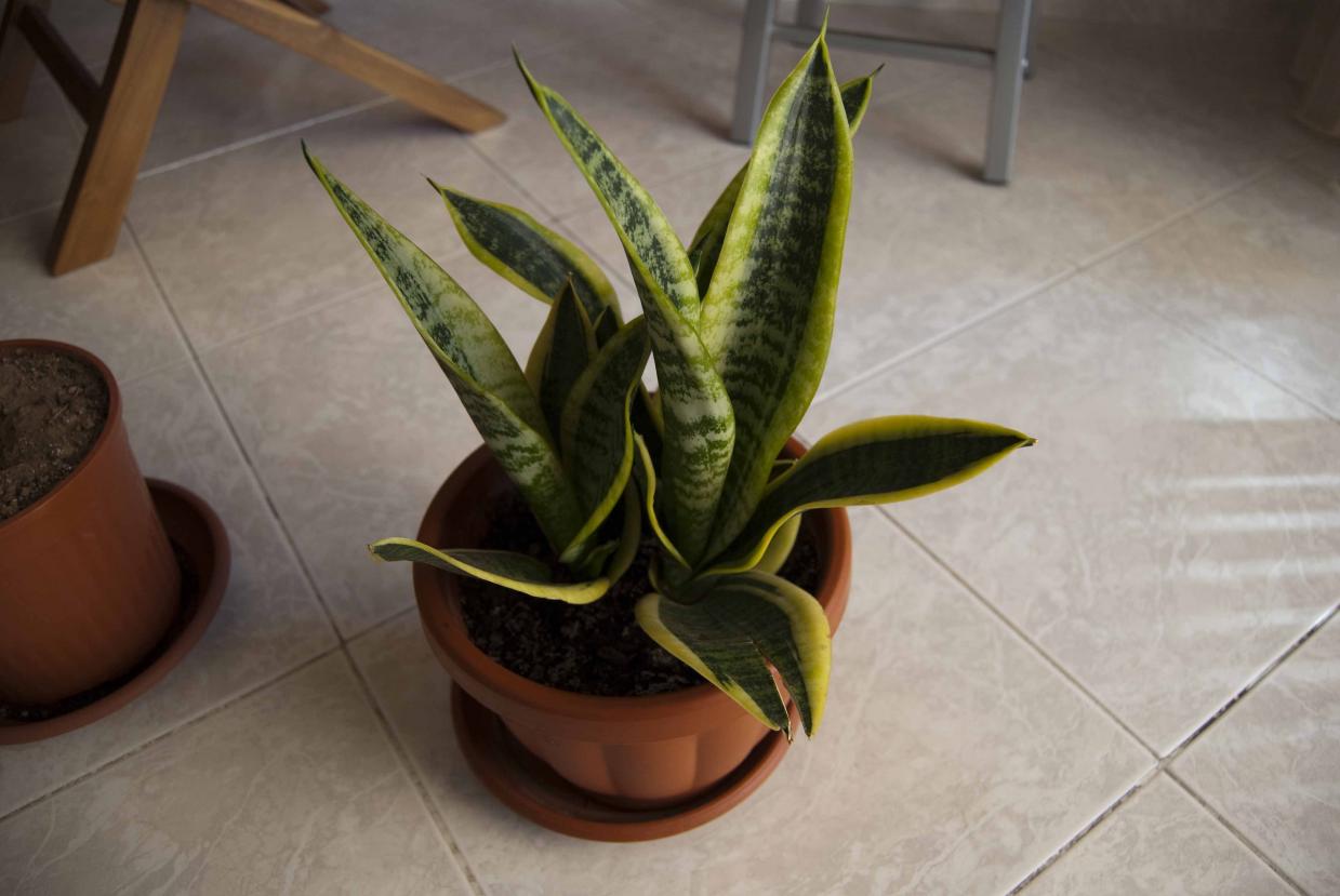 sanseveria2