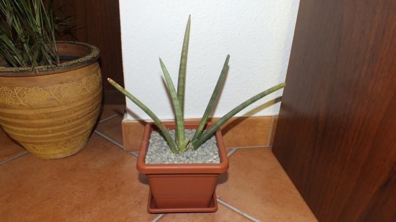 Sansevieria Cylindrica