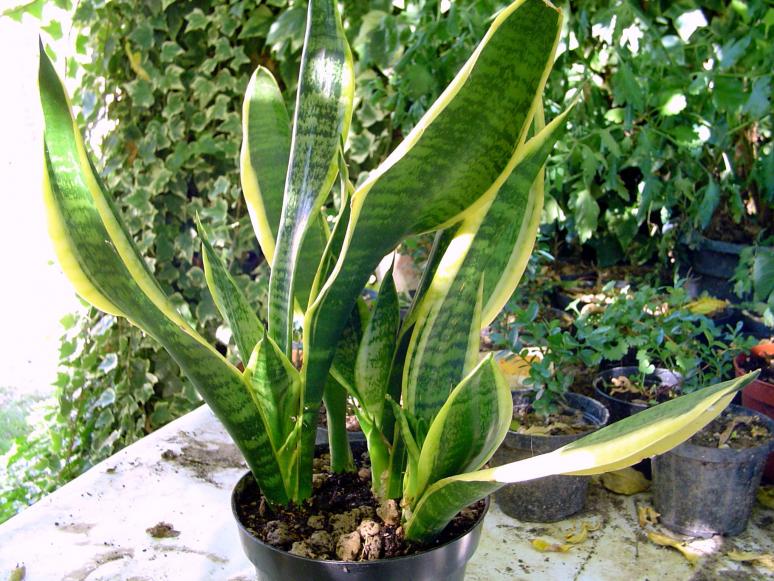 Sansevieria trifasciata