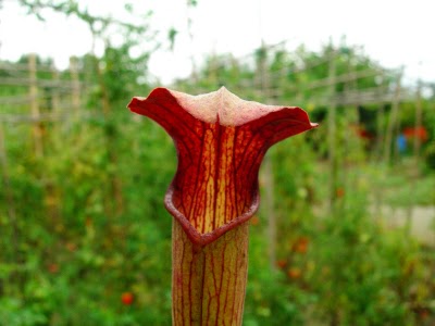 Sarracenia alata Giant red tube