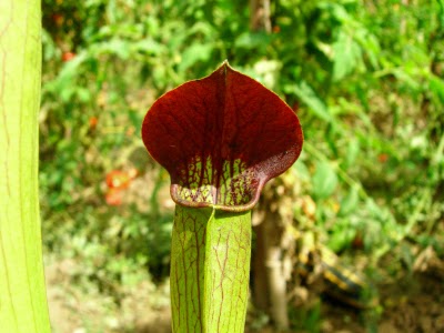 Sarracenia alata "Purple Throat Giant"