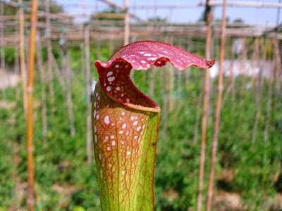 Sarracenia excellens
ex Andy Bullock 1980