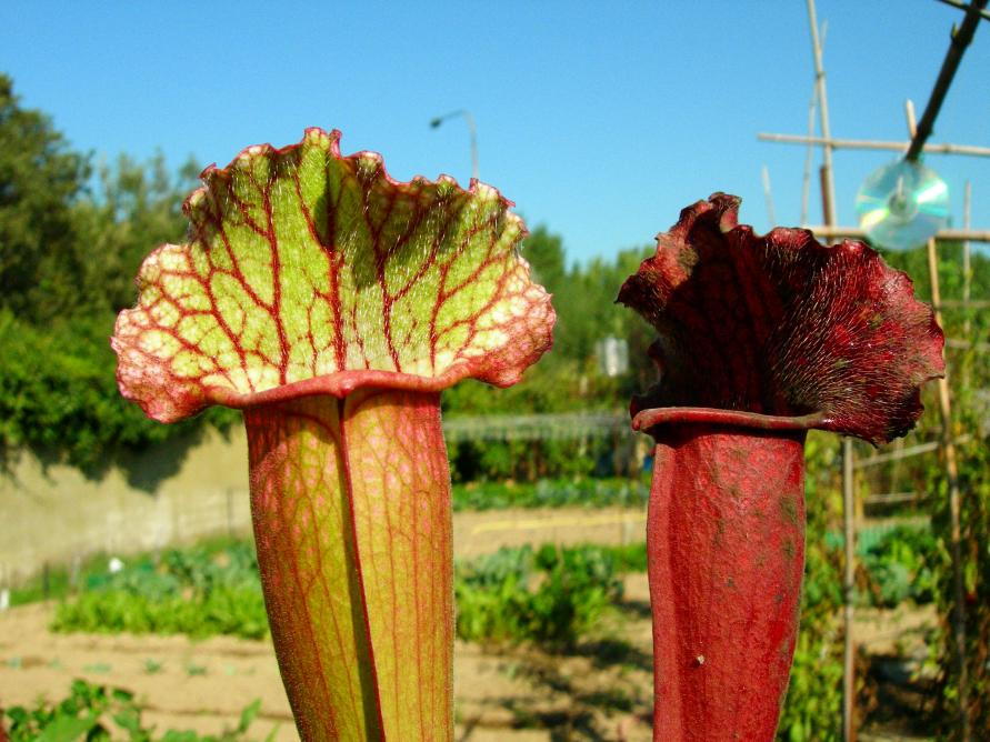 sarracenia exornata