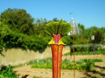 Sarracenia "Flava Red"