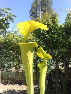 Sarracenia flava var.cuprea maxima
(provenienza F8 MK)