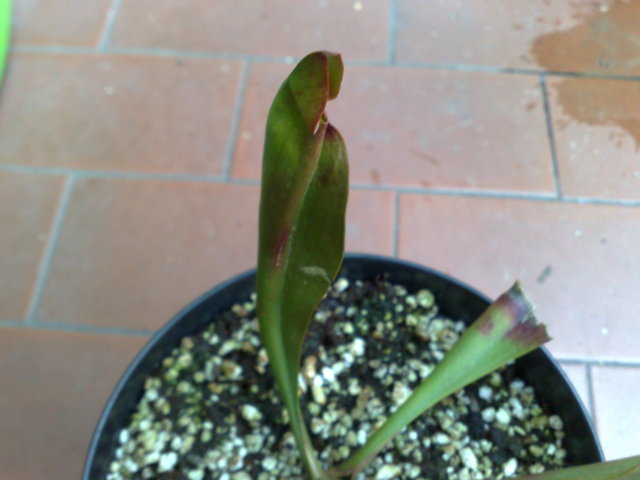 Sarracenia ignota