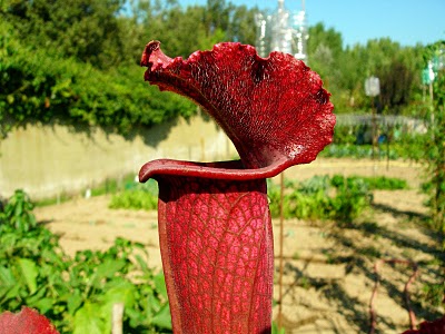 Sarracenia "Juthatip Soper"