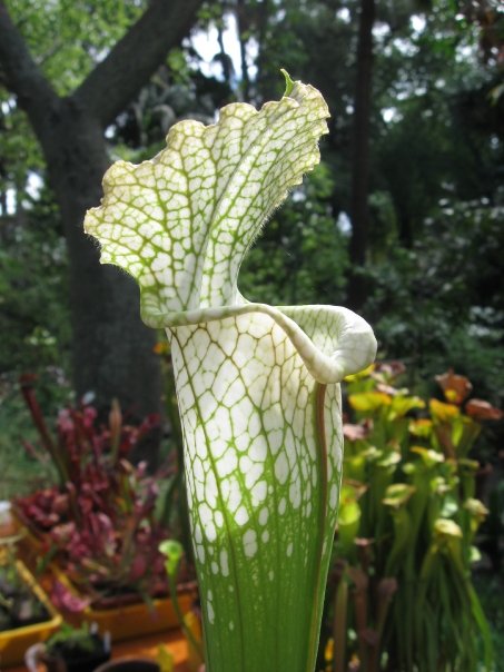 Sarracenia leucophylla #1
(27/9/09)