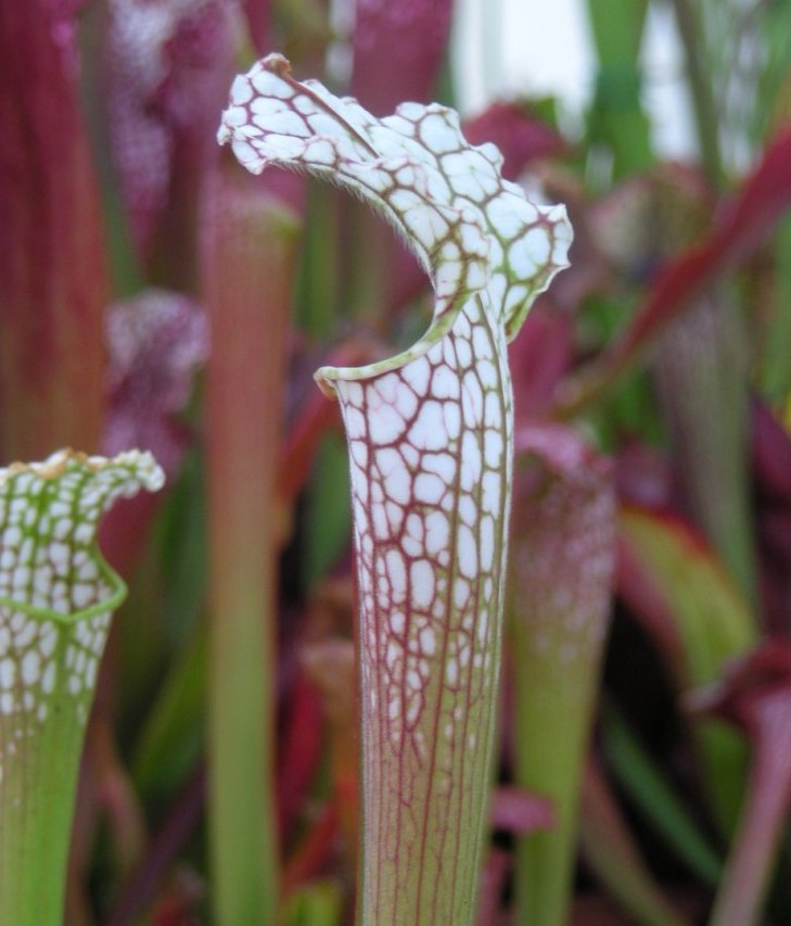 Sarracenia leucophylla #2
(17/10/09)