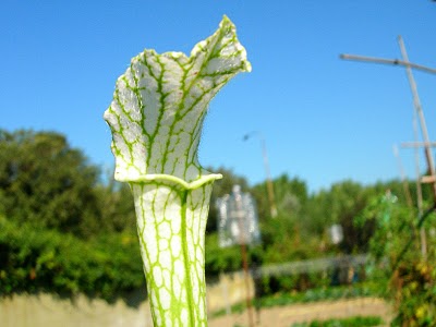 Sarracenia leucophylla "Alba"