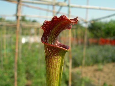 Sarracenia Leucophylla
from Marson Exotics