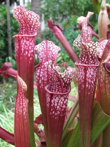 Sarracenia x 'Stevensii' - [S. leucophylla x S. rubra ssp. gulfensis]
(27/9/09 )