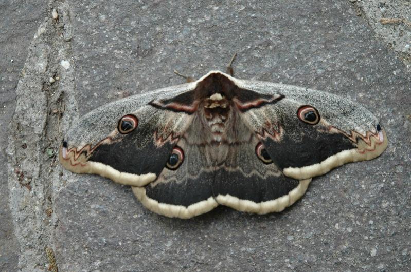 Saturnia Piry