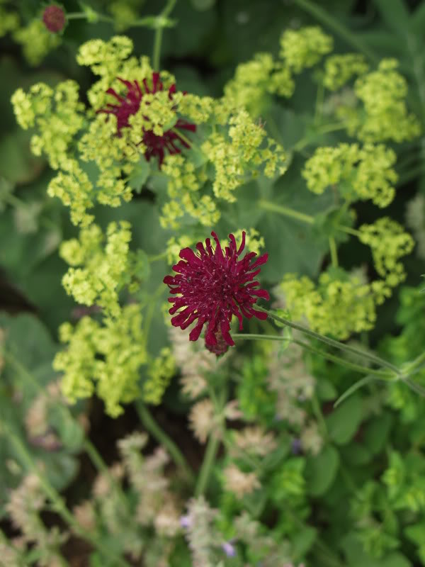 Scabiosa, alchemilla.JPG