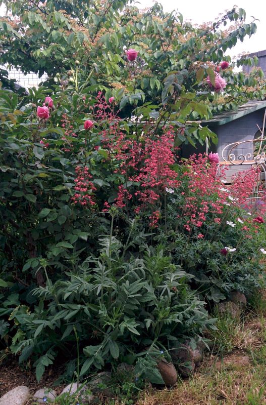 Scabiosa, heuchera sang.jpg