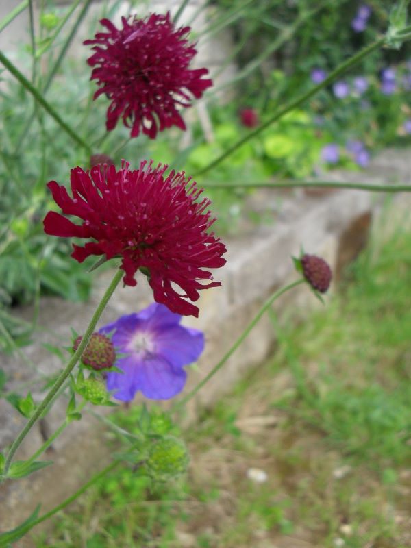 scabiosa rumelica.JPG