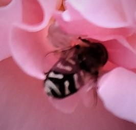 Scaeva pyrastri o Eupeodes corollae (da accertare) Famiglia, Syrphidae