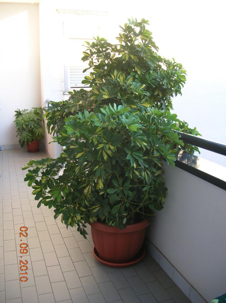 schefflera balcone