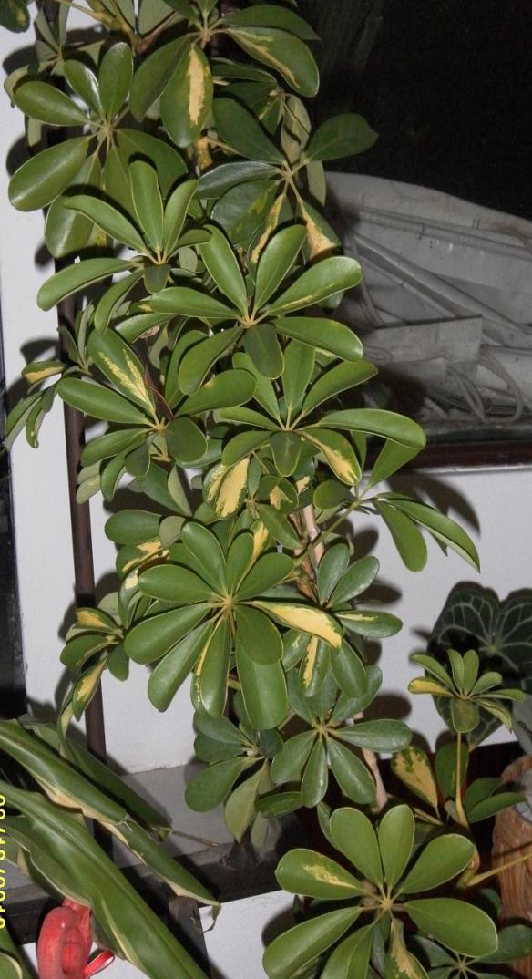 schefflera