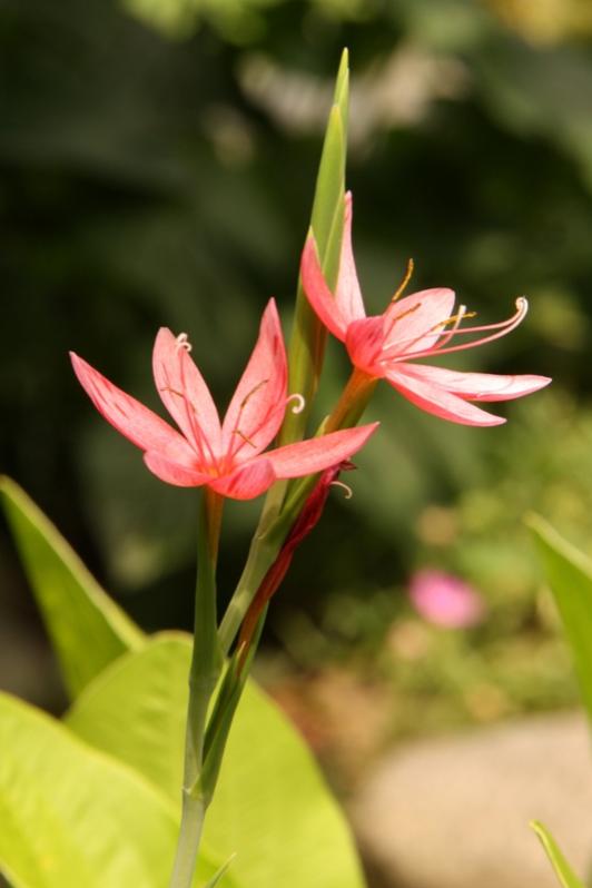 Schizostylis coccinea 2