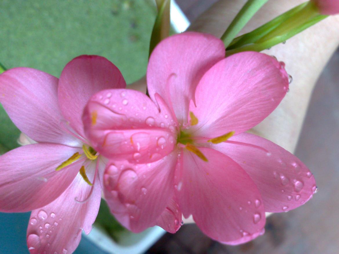 Schizostylis Coccinea