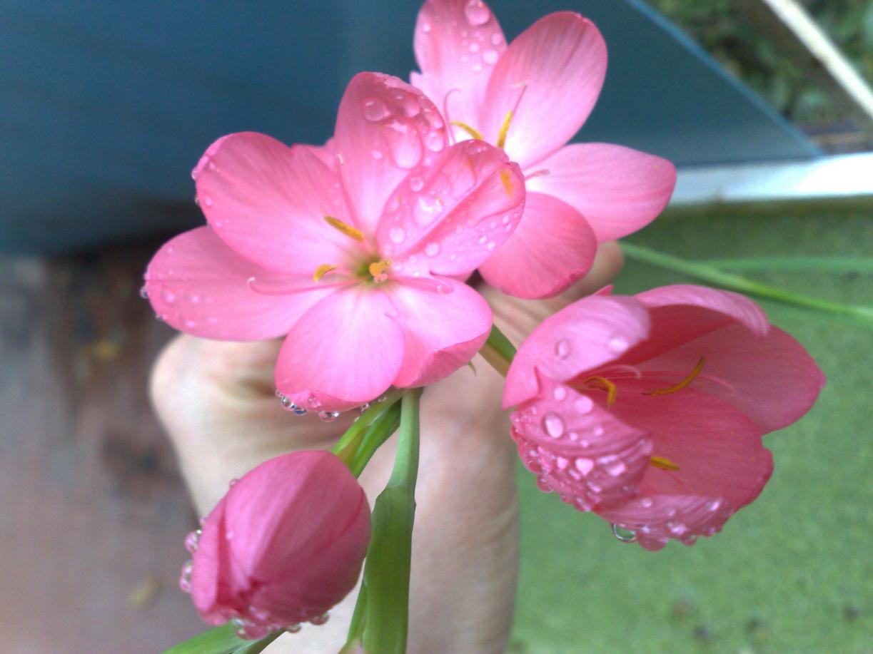 Schizostylis Coccinea