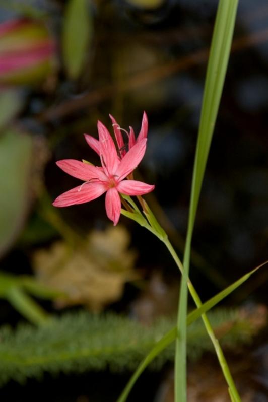 Schizostylis coccinea