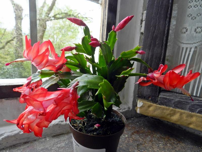 Schlumbergera 'Caribbean Dancer.'