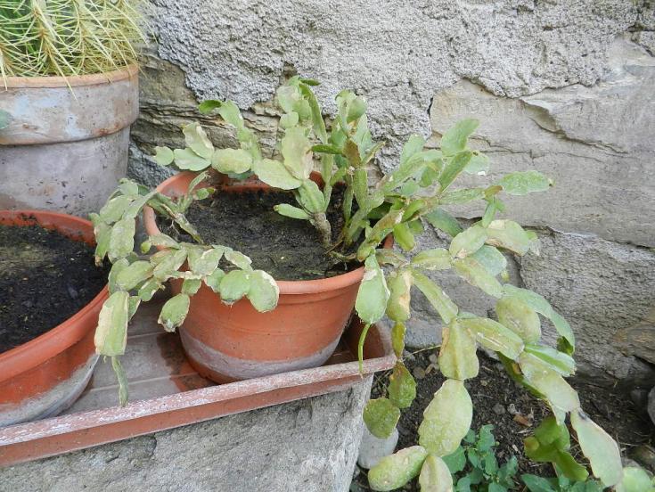 Schlumbergera russelliana