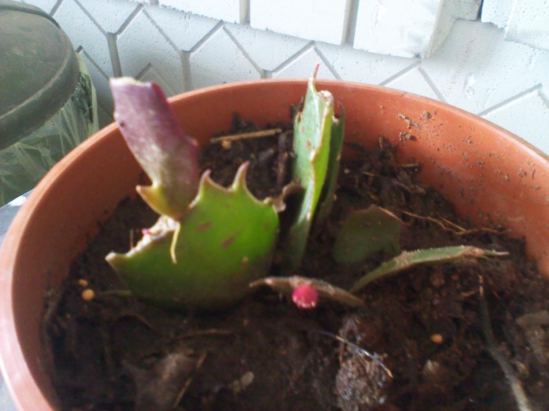 Schlumbergera Truncata