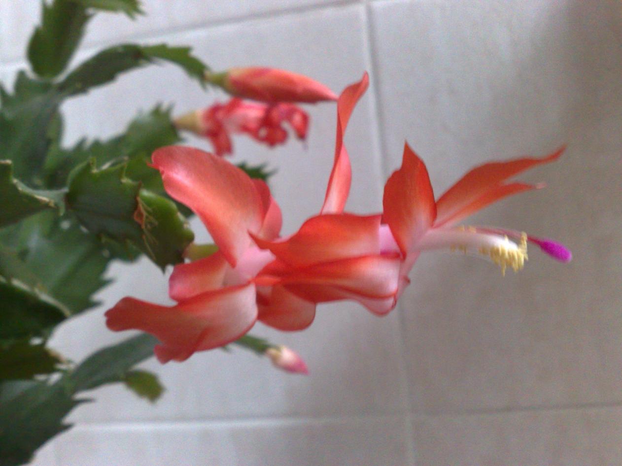 schlumbergera