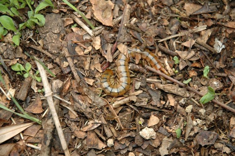 Scolopendra