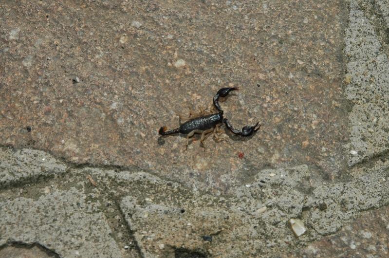 Scorpione Italiano