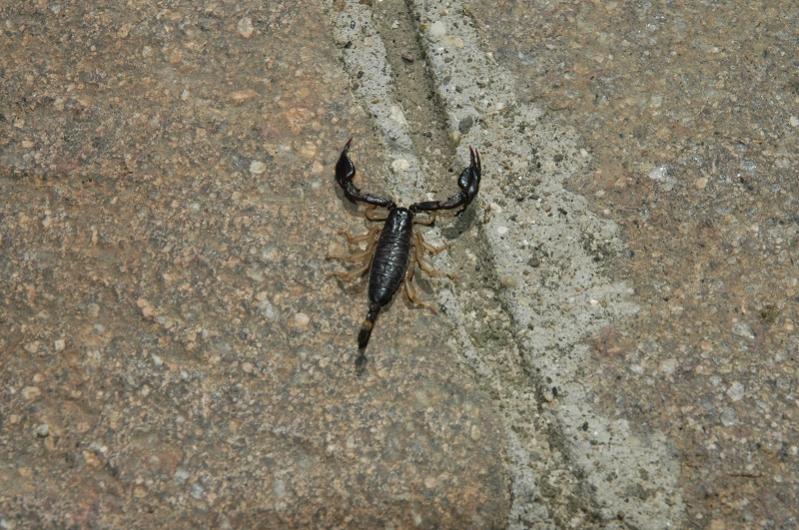 Scorpione Italiano