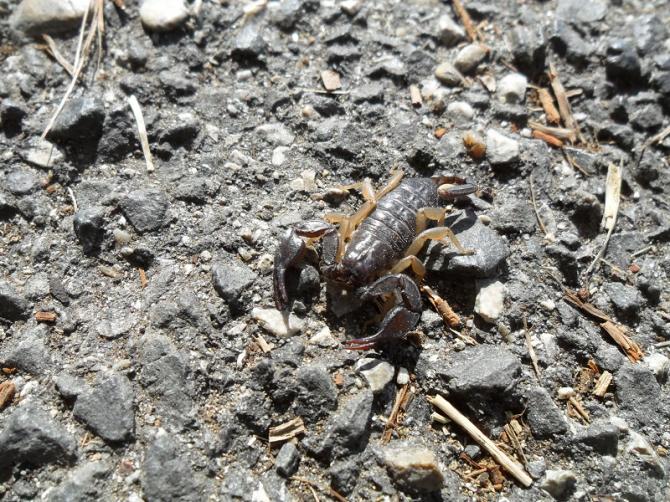 Scorpione Italiano