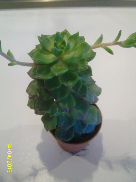 sediveria letizia