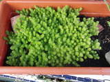 sedum acre