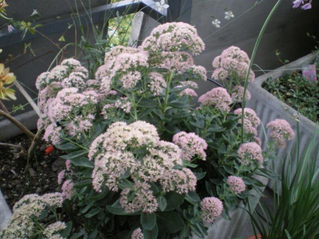 sedum autumn joy