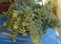 Sedum Burrito