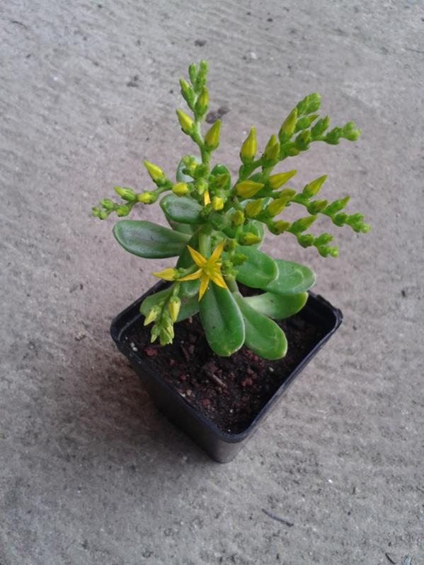 Sedum Dendroideum Praealtum