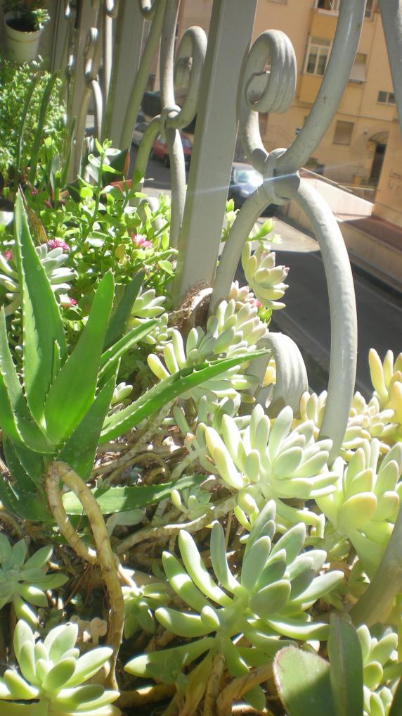 Sedum e Aloe giugno 2012